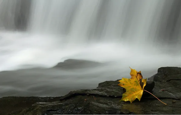 Picture leaves, water, nature