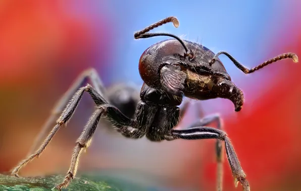 Macro, large, ant