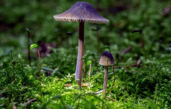Mushrooms, moss, a couple