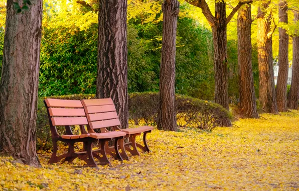 Picture autumn, leaves, trees, bench, Park, park, autumn, leaves