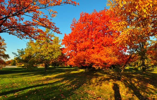 Picture autumn, the sky, grass, trees, Park