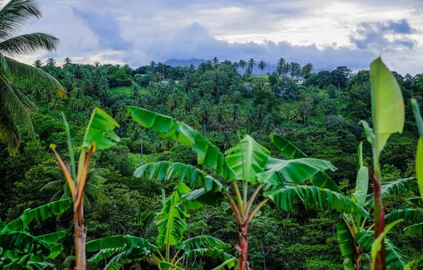 Picture forest, the sky, clouds, trees, landscape, nature, tropics, palm trees