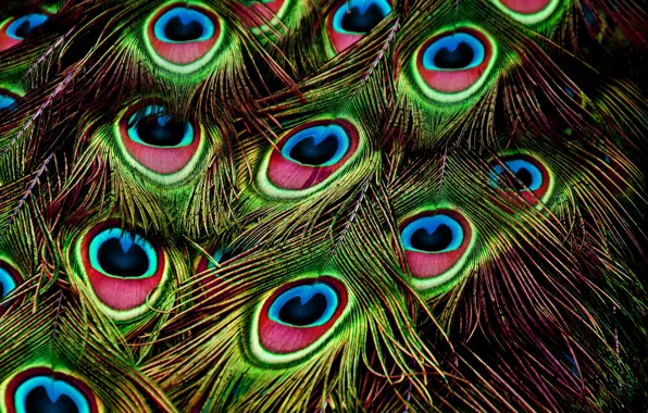 Picture background, bird, pattern, feathers, peacock, bright