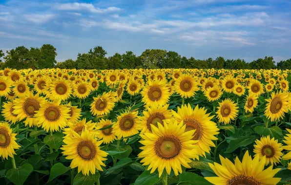 Summer, sunflowers, nature