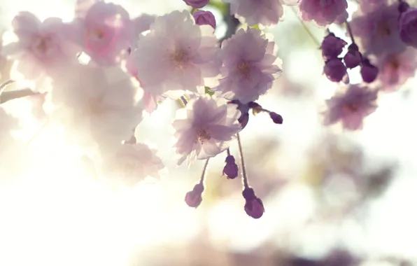 The sky, macro, light, flowers, cherry, tenderness, branch, spring