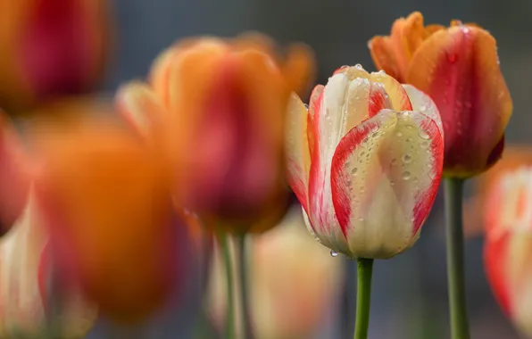 Picture white, drops, macro, flowers, orange, blur, tulips, cream