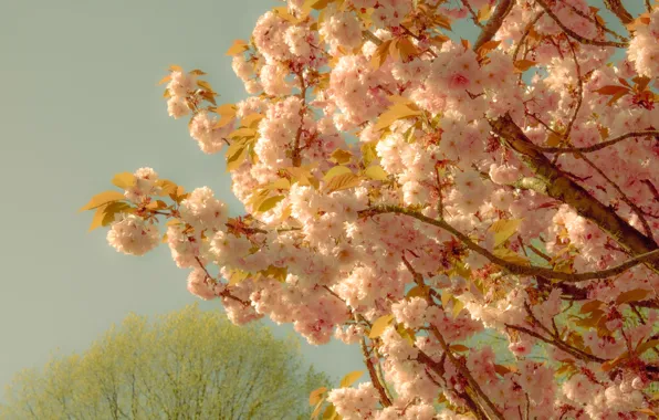 Light, flowers, branches, background, tree, spring, pink, flowering