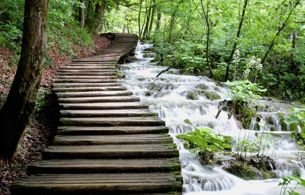 Greens, water, stream, track, cascade, wooden