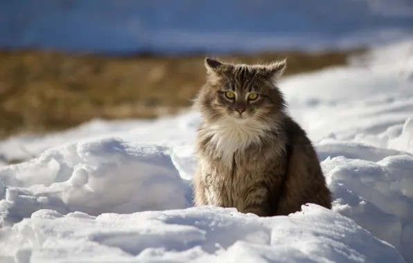 Winter, cat, snow, nature, Cat, shadows