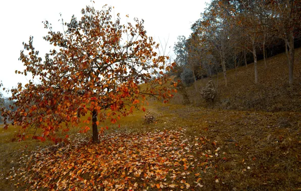 Wallpaper autumn, leaves, trees