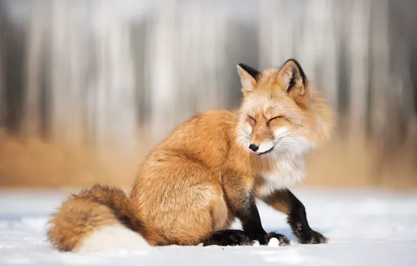 Picture winter, snow, nature, animal, Fox, Fox, Iza Łysoń