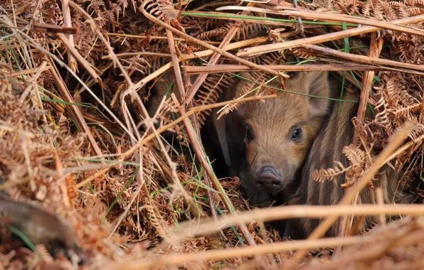 Nora, baby, hay, straw, boar, kids, face, Peeps