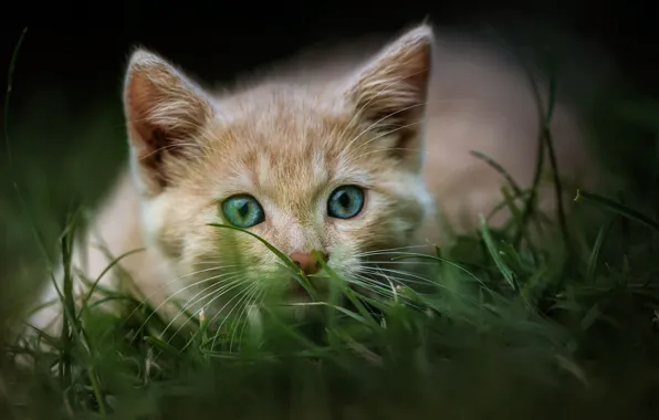 Cat, grass, nature, pose, portrait, muzzle, red, kitty