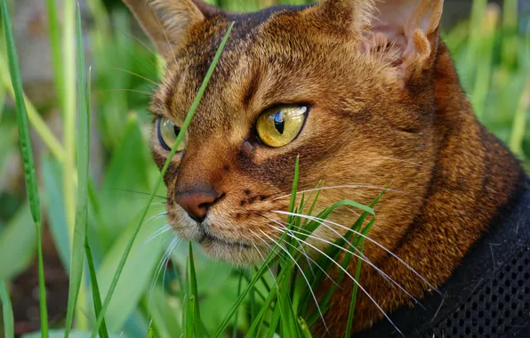 Grass, eyes, cat, mustache, face
