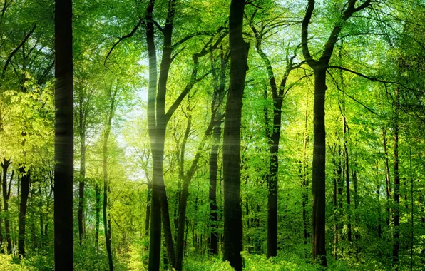 Picture greens, forest, summer, trees, the rays of the sun