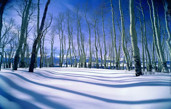 Winter, the sky, snow, trees, mountains