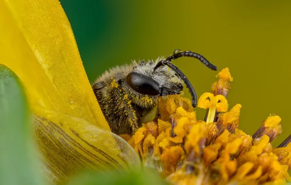 Flower, look, drops, macro, yellow, green, bee, background