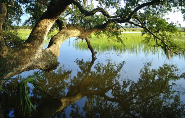 Picture the sky, water, trees, landscape, nature, lake, plants, sky