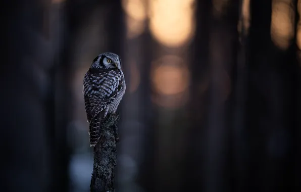 Forest, light, nature, the dark background, owl, bird, stump, blur