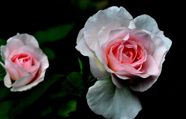 Picture leaves, rose, Bush, petals, garden