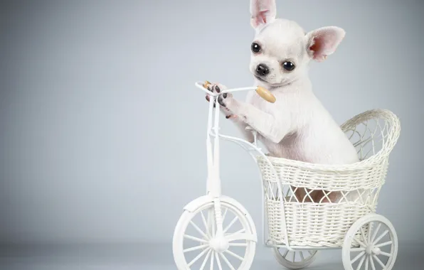 Picture bike, dog, puppy, puppy, Bicycle, the dog