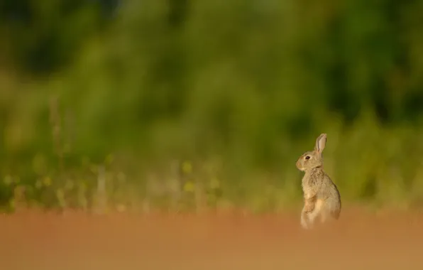 Grass, look, nature, pose, grey, glade, hare, rabbit