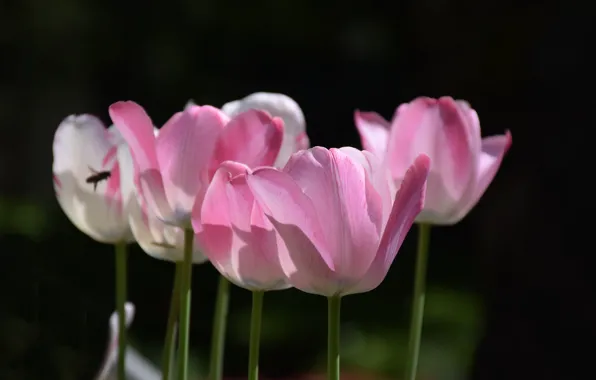 Tulips, Tulips, Pink tulips, Pink tulips