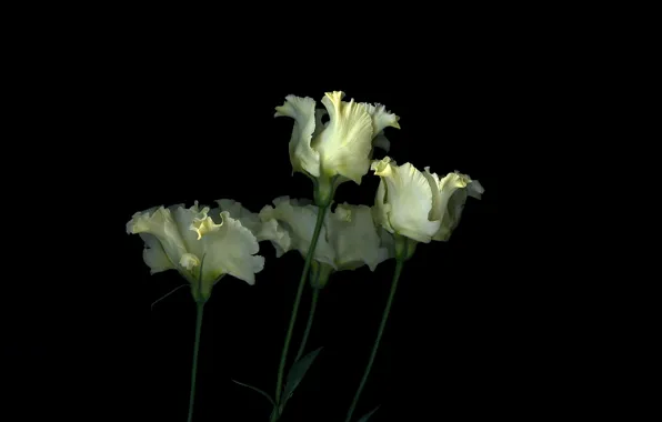 Picture light, background, shadow, petals, stem, tulips