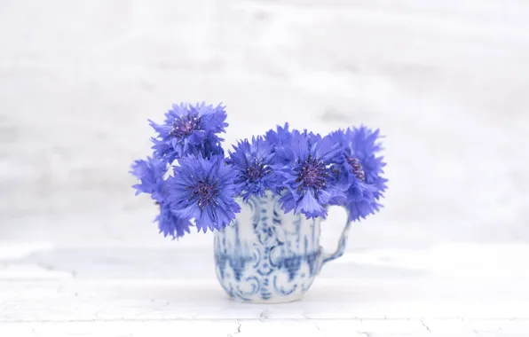 Flowers, blue, flowering, cornflower