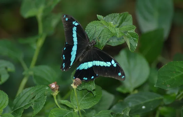 Leaves, microsemi, butterfly, wings, insect, beautiful, closeup