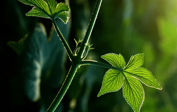 Picture summer, macro, rays, petals, stem, green, the sun