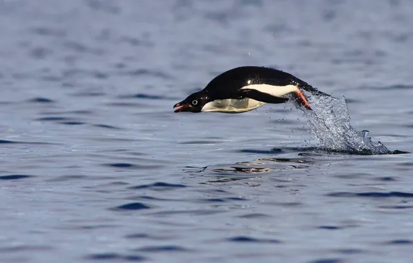 Picture water, jump, The Adelie Penguin