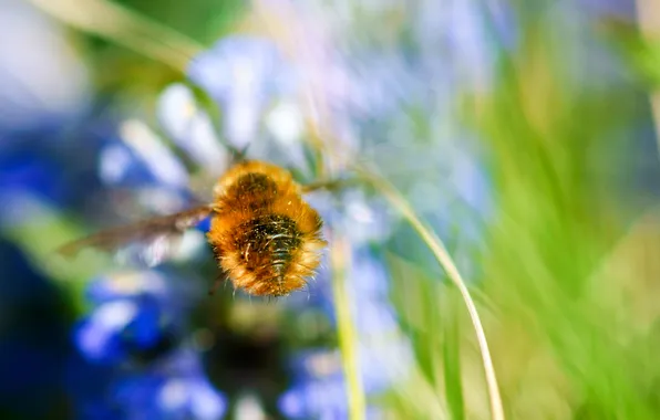 Picture flowers, background, plants, blur, insect