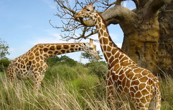 Nature, giraffe, Safari