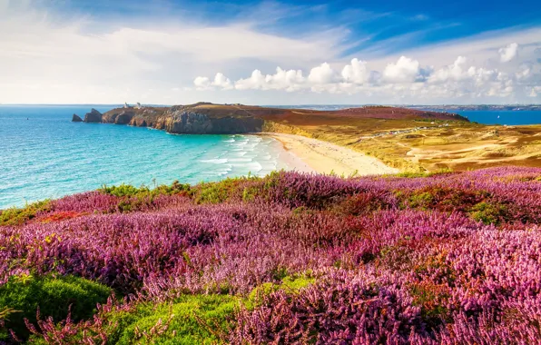 Sea, beach, clouds, flowers, thickets, shore, France, pink