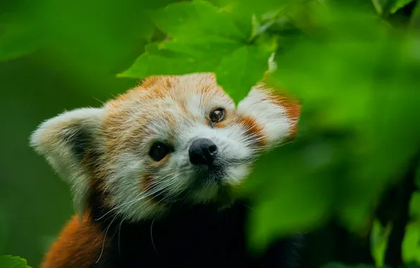 Animals, foliage, muzzle, red Panda, beautiful