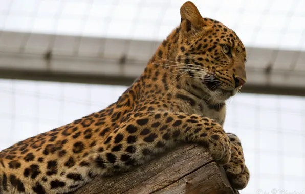 Cat, leopard, profile, log