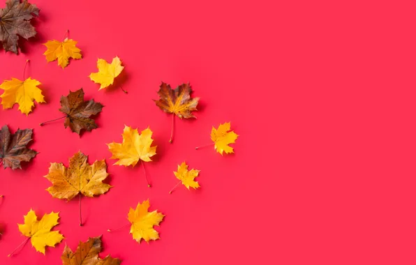 Picture leaves, yellow, maple