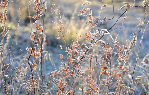 Nature, Plant, Plants, Nature, Flora, Plants, Flora, Plant