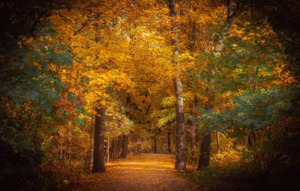 Picture autumn, trees, nature, Park, alley