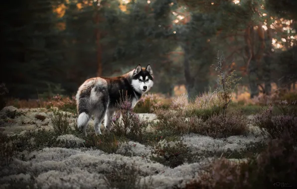 Picture forest, landscape, nature, animal, moss, dog, grass, dog