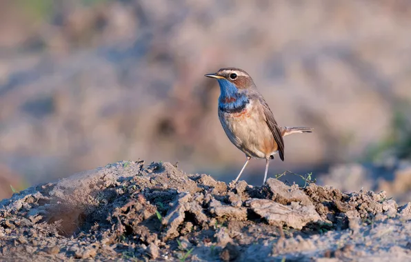 Bird, bird, Bluethroat