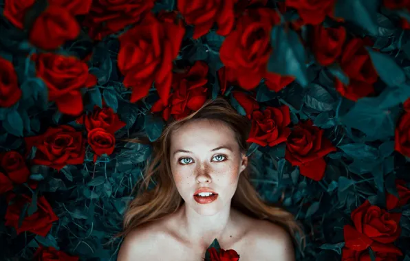 Picture look, girl, flowers, mood, roses, freckles, Ronny Garcia, Patty Anwandter