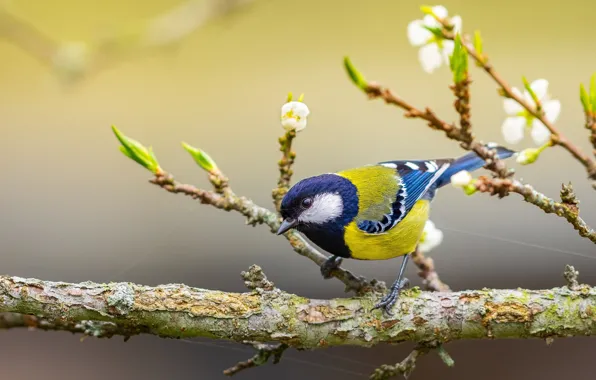 Background, bird, branch, tit