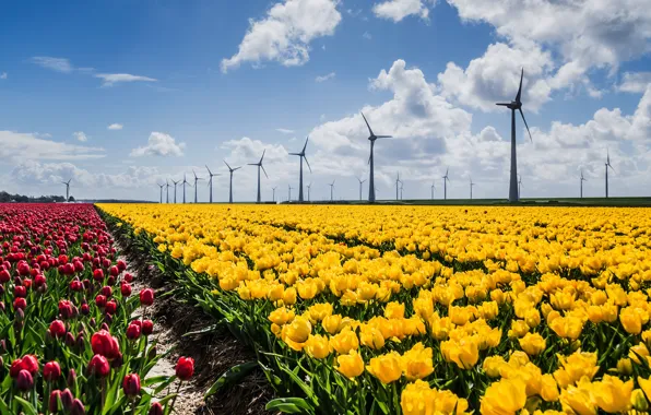 Picture field, the sky, clouds, landscape, flowers, yellow, red, blue