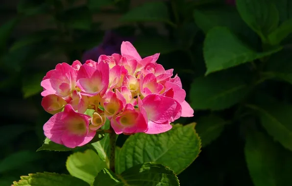 Leaves, flowers, flowering, beautiful, hydrangea