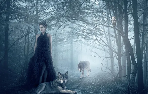 Picture forest, girl, owl, wolves, Isadora Vilarim