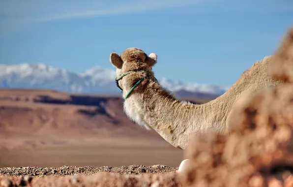 Picture nature, background, camel