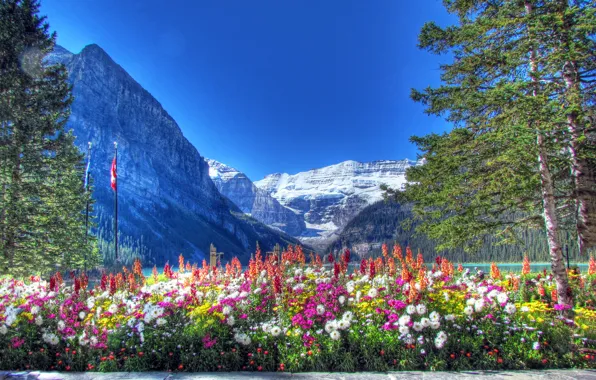Picture the sky, snow, trees, flowers, mountains, lake, flowerbed, canada