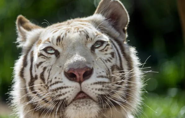 Picture cat, look, face, white tiger, ©Tambako The Jaguar